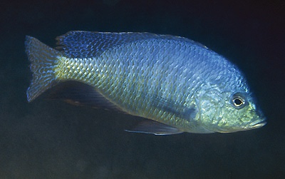 Trematocranus placodon 'Ruarwe'